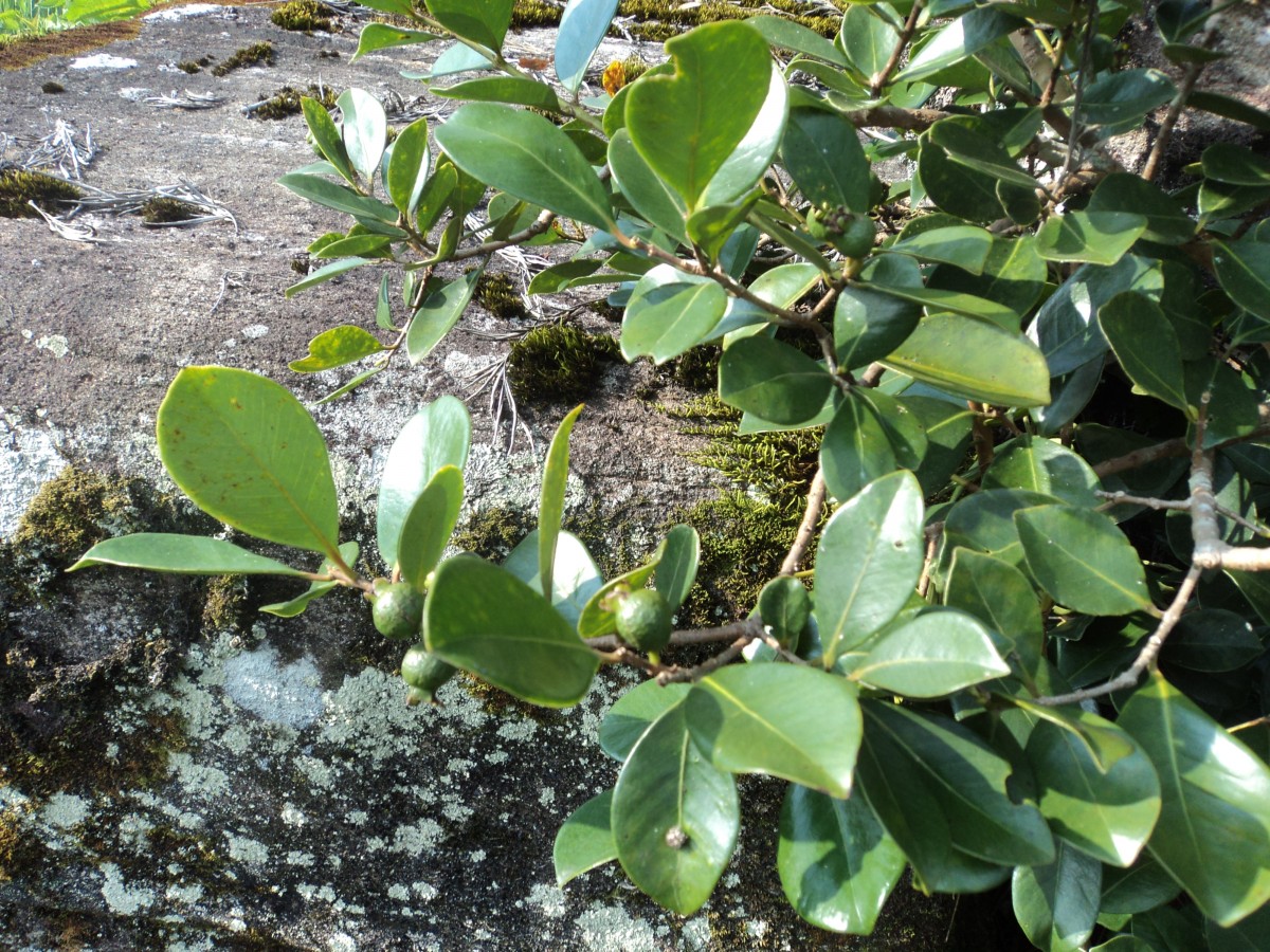 Psidium cattleyanum Sabine